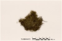 藏品(美喙苔)的圖片